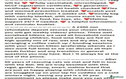 British Shorthair cats for sale: GCCF reg. BSH male and Blue cream girl  - Image 9