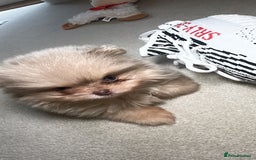 Pomeranian dogs for sale: Lilac merle and tan pomeranian  - Image 3