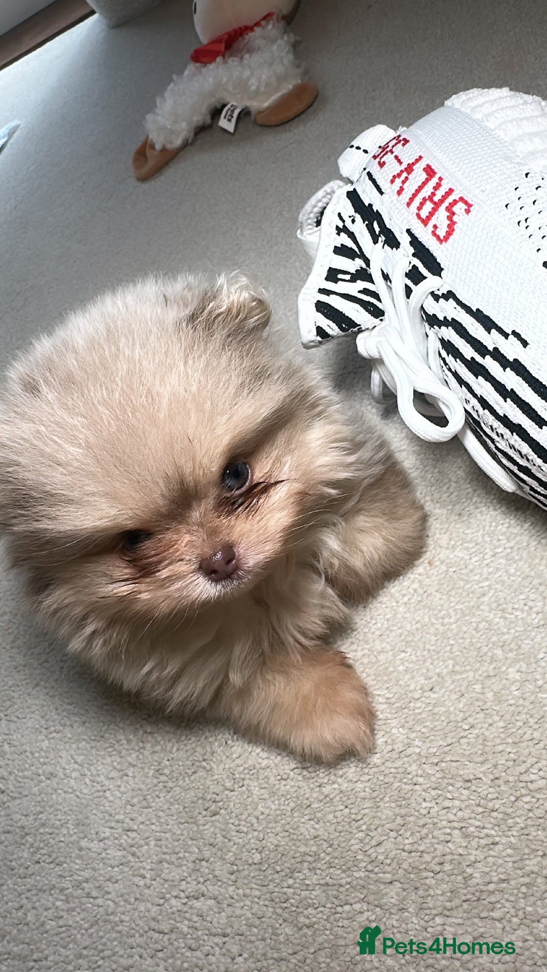 Pomeranian dogs for sale: Lilac merle and tan pomeranian  - Image 3