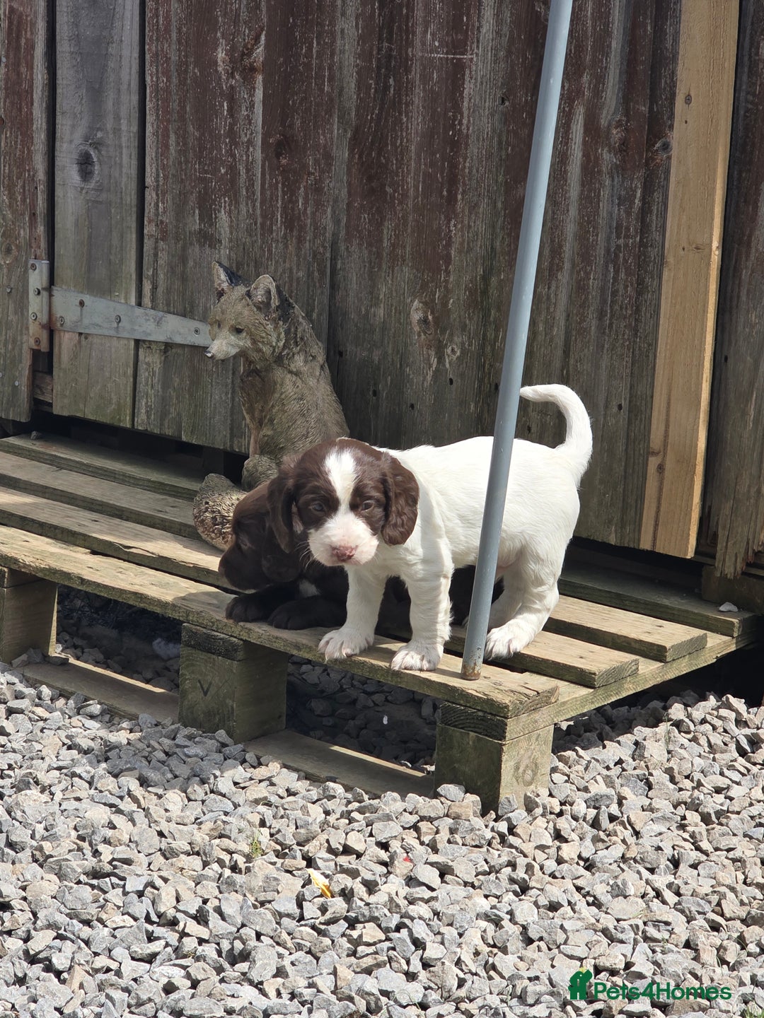 Cocker Spaniel dogs for sale: Cocker spaniel  - Image 4