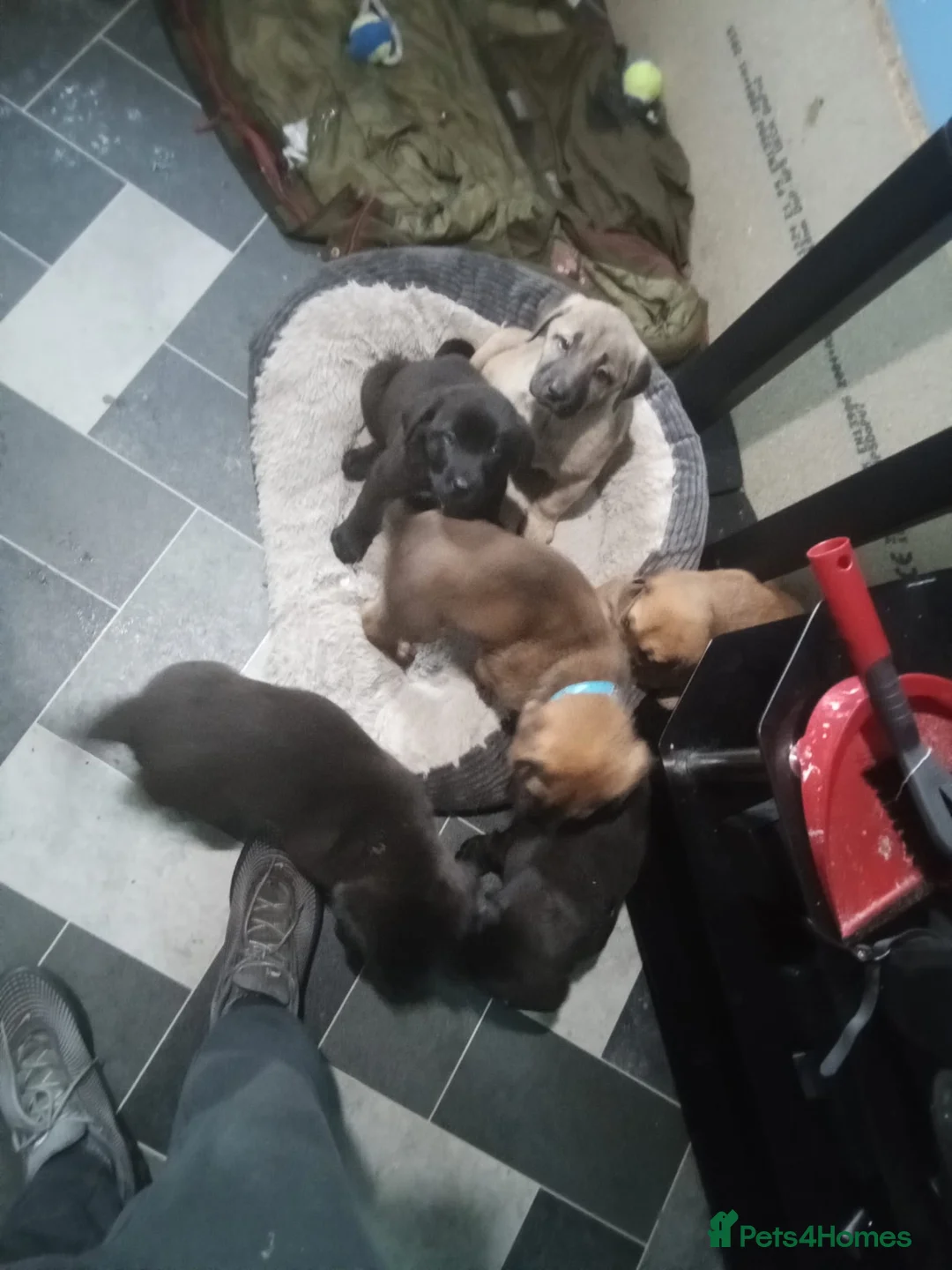 Mixed Breed dogs for sale: Caucasian shepherd cross puppies in Widnes - Advert 7