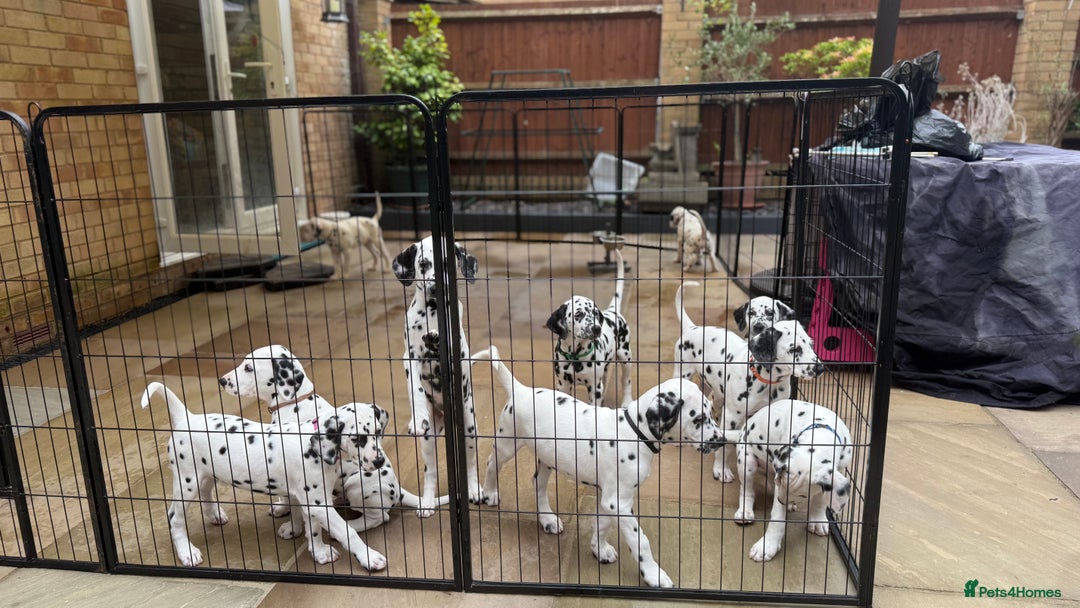 Dalmatian dogs for sale: Antbowdals Strong British Pedigree Dalmation pups - Image 23