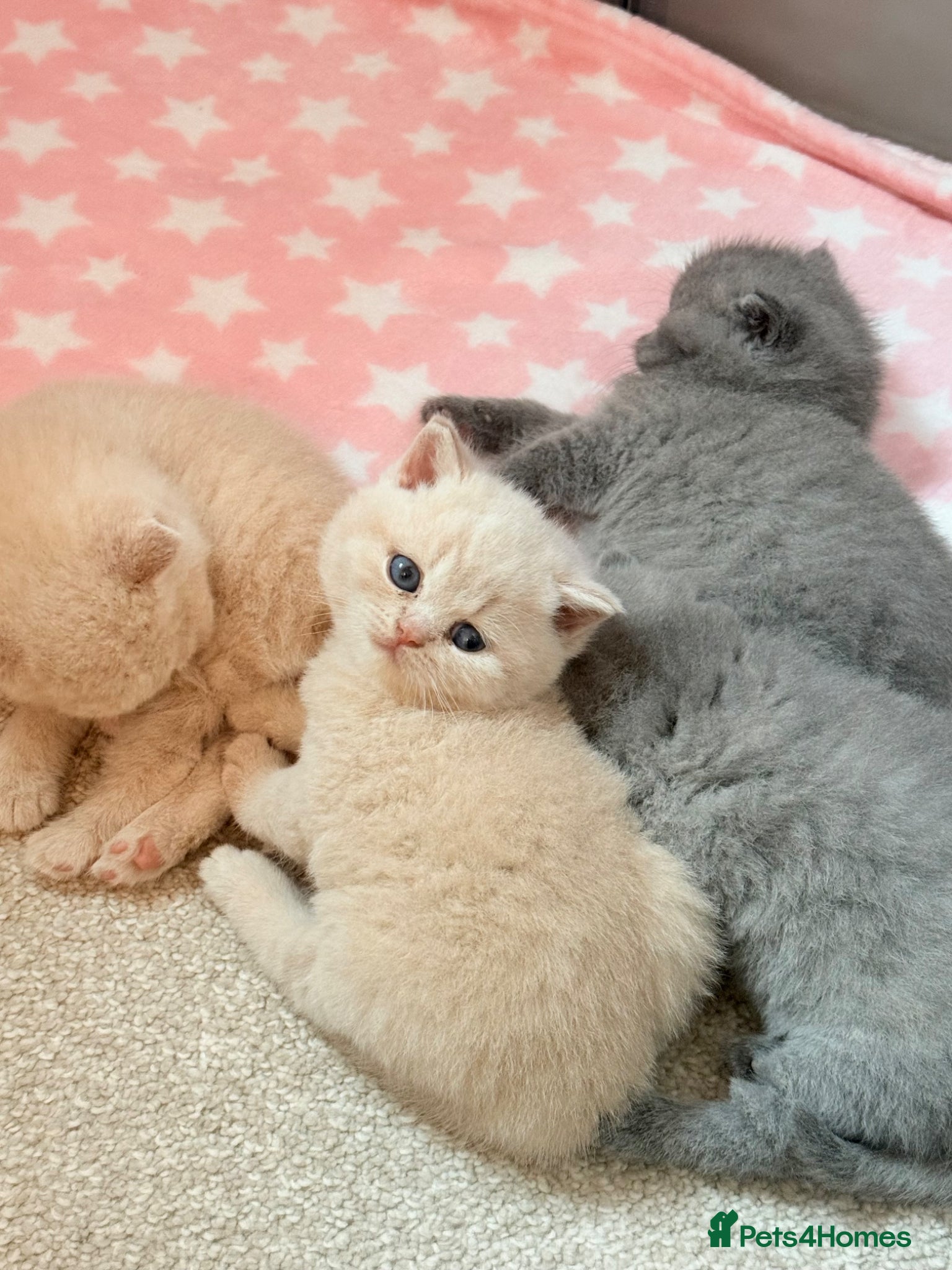 British Shorthair cats for sale: CREAM BRITISH SHORTHAIR MALE - GCCF REG - Advert 5