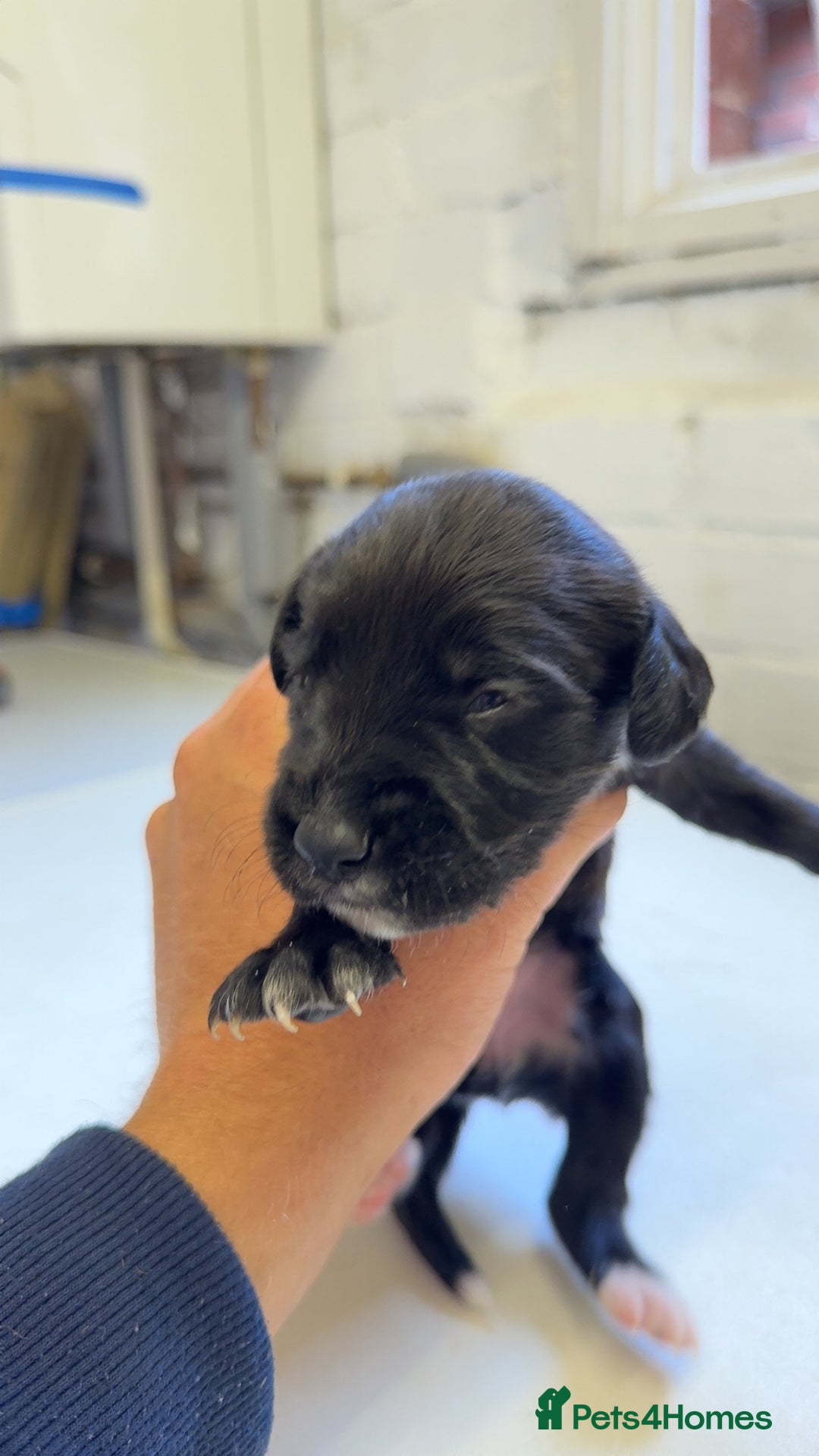 Mixed Breed dogs for sale: Sprocker x lurcher puppies  - Image 7