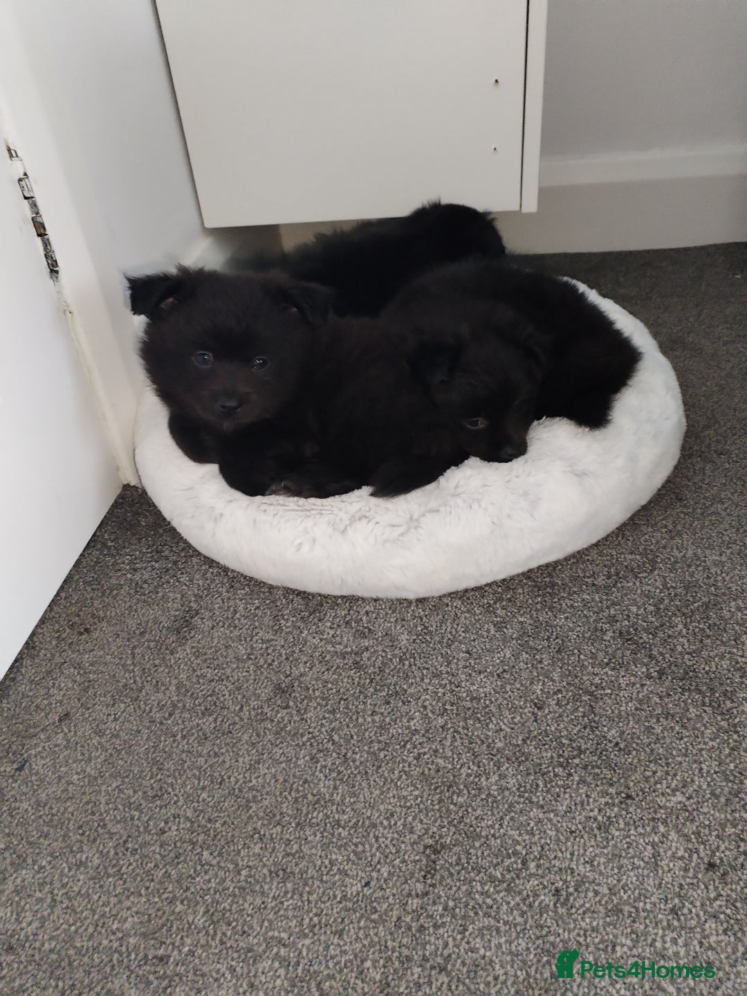 Pomeranian dogs for sale: Pomeranian for sale - Advert 7