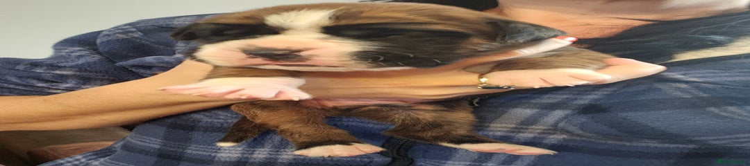 🩵Pup 6- Flashy brindle tailed boy🩵