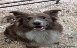 Border Collie dogs for sale: Beautiful Border Collie Puppies – Ready 20th Sep - Image 4