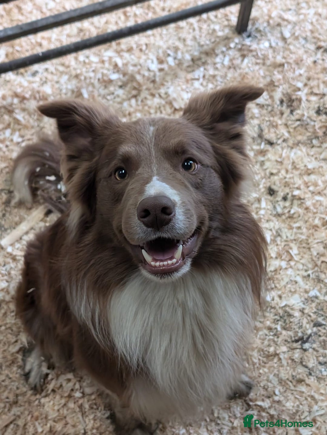 Border Collie dogs for sale: Beautiful Border Collie Puppies – Ready 20th Sep - Image 4