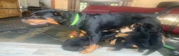Rottweiler dogs for sale: Rottweiler puppies - Advert 2
