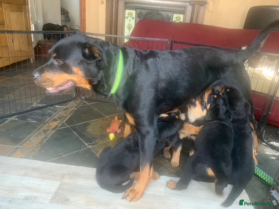 Rottweiler dogs for sale: Rottweiler puppies - Advert 2