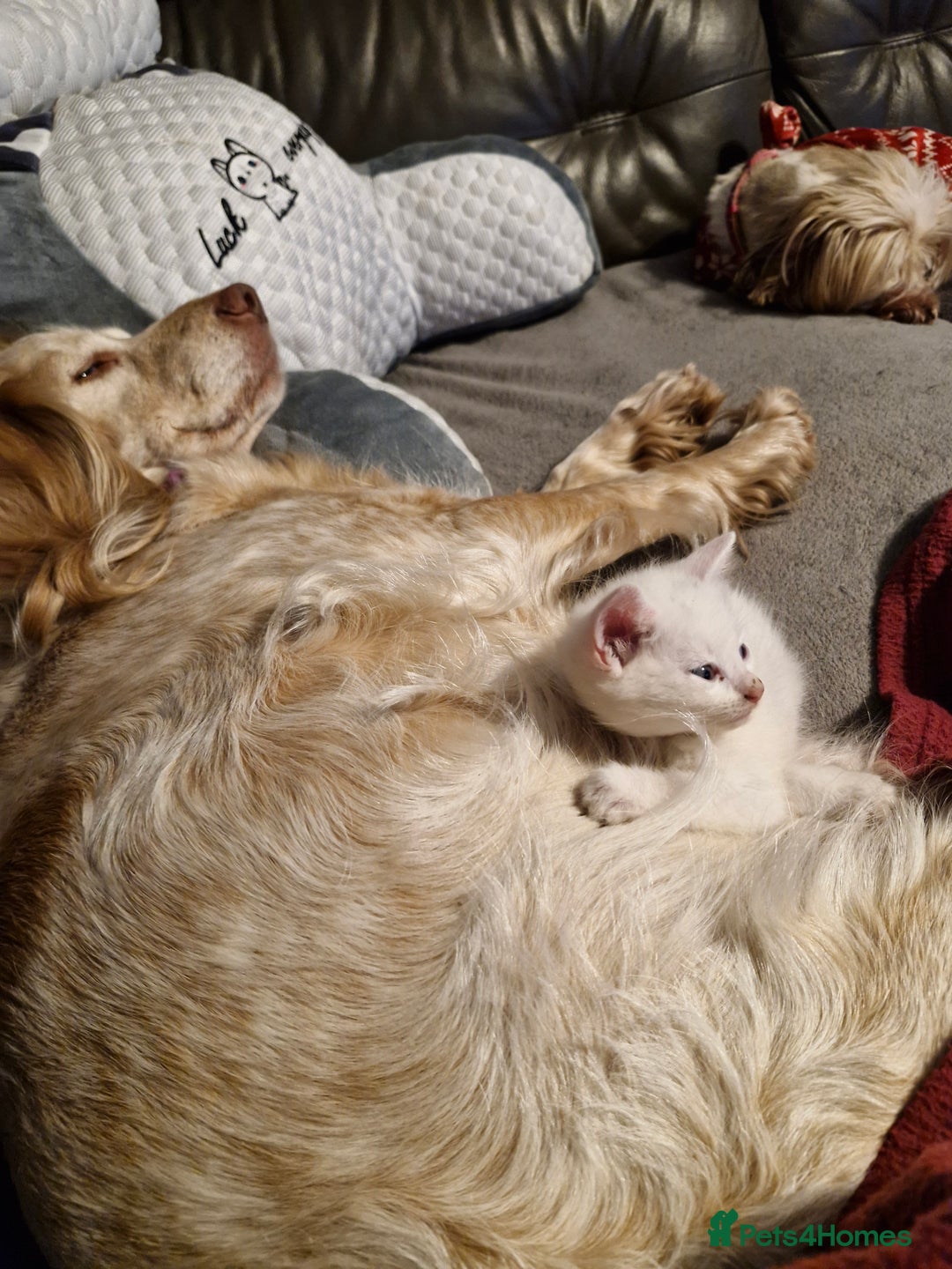 Mixed Breed cats for sale: Beautiful Siamese cross kittens - Advert 30