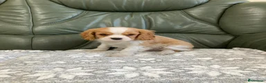 Cavalier King Charles Spaniel 3