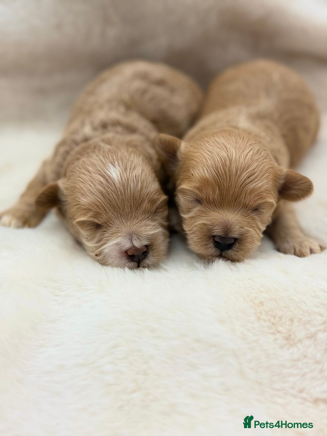 Maltipoo dogs for sale: Korean/Asian Maltipoo puppies  - Advert 3