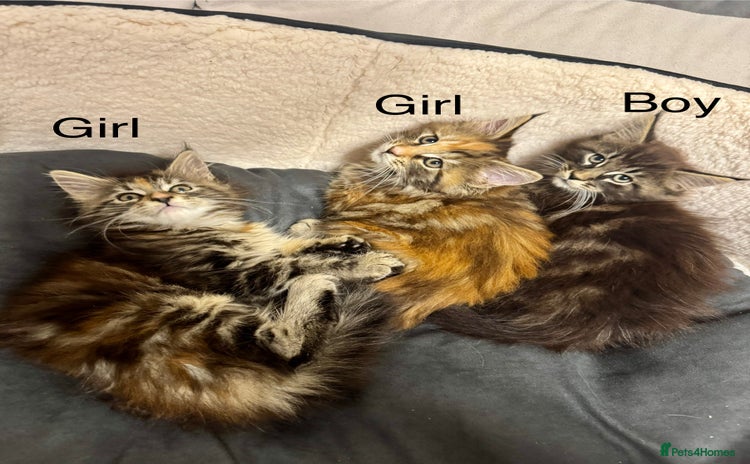 Maine Coon cats - Advert 1