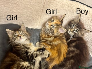 Maine Coon cats - Advert 10