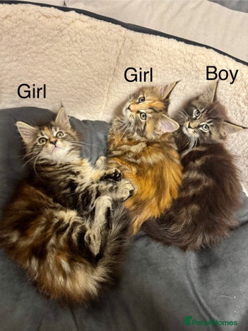 Maine Coon cats - Advert 2