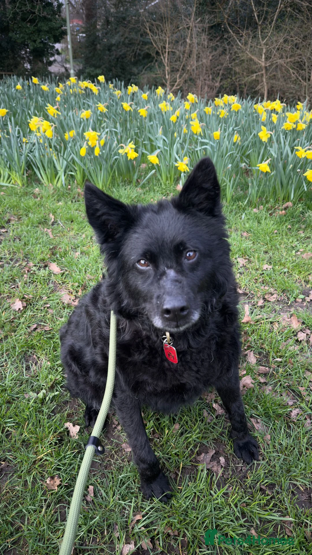 Mixed Breed dogs for adoption: Meet Handsome Jensen - Advert 1