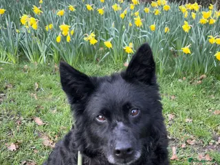 Mixed Breed dogs Meet Handsome Jensen - Advert 2