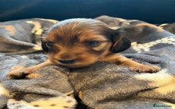 Miniature Dachshund dogs for sale: Family owned miniature longhaired dachshunds - Image 8
