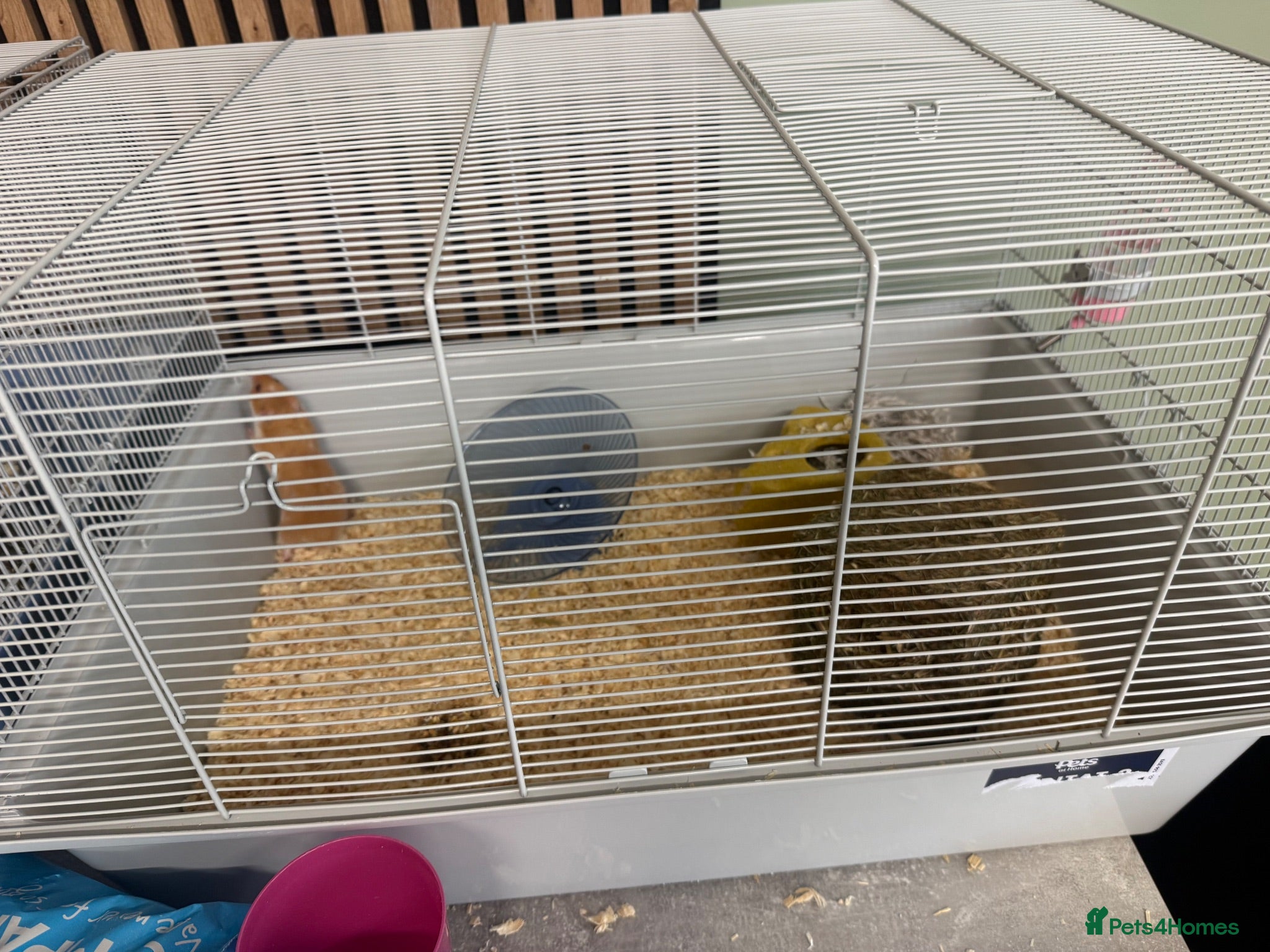 Hamster rodents Two hamsters  - Advert 1