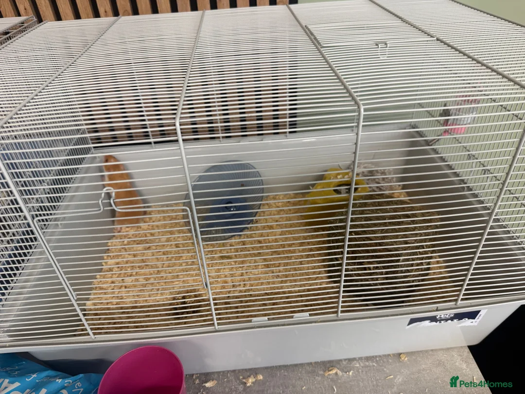 Hamster rodents for sale: Two hamsters  in Sheffield - Advert 1