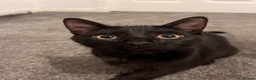 Mixed Breed cats for sale: Black cat  in Glasgow - Advert 4