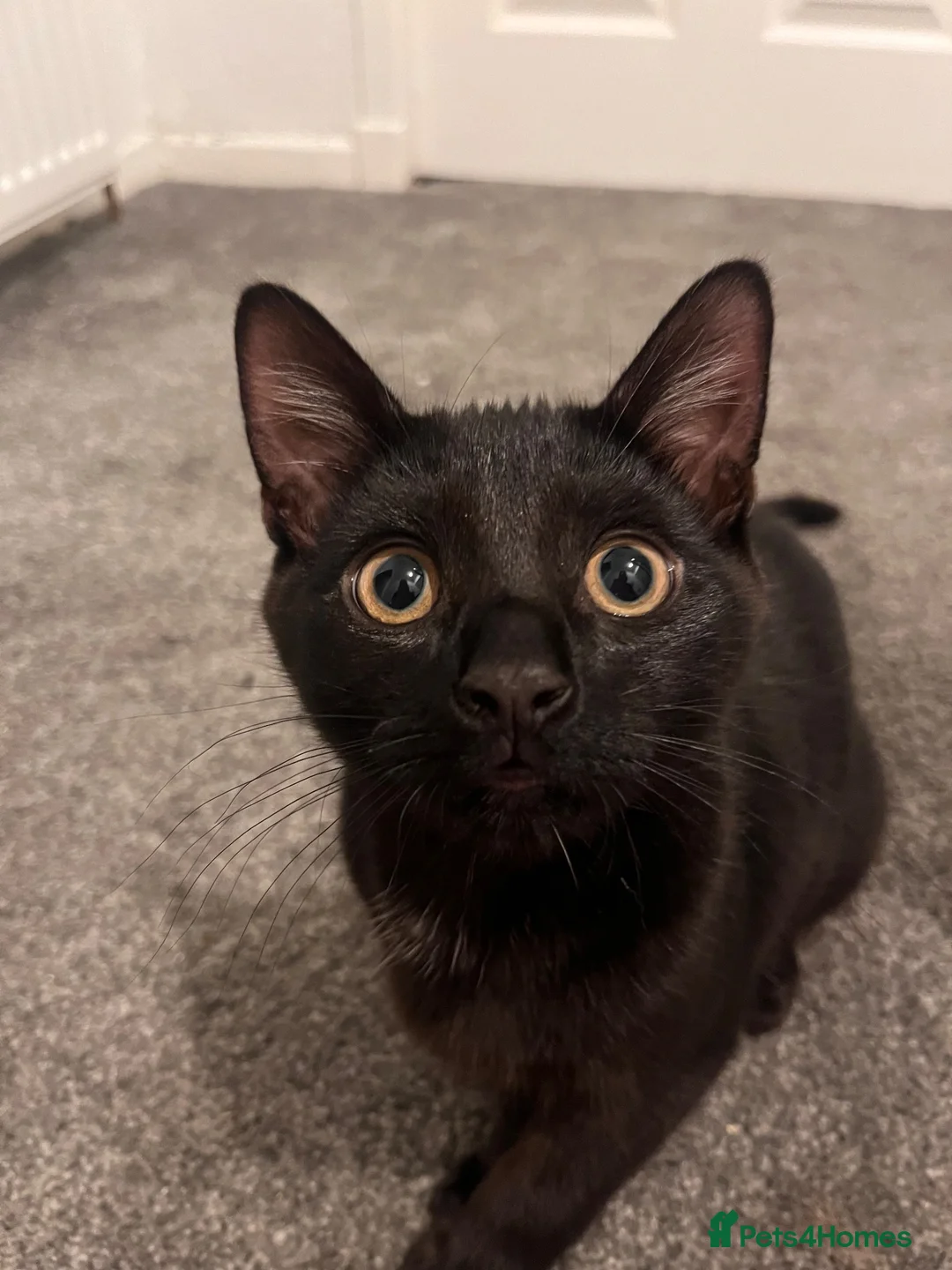 Mixed Breed cats for sale: Black cat  in Glasgow - Advert 4