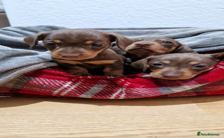 Miniature Dachshund dogs - Advert 14