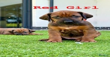Rhodesian Ridgeback dogs - Advert 4