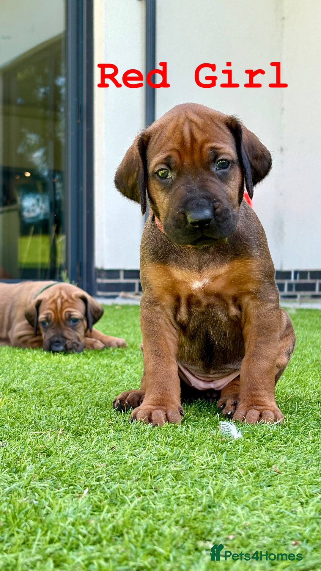 Rhodesian Ridgeback dogs for sale: Outstanding Rhodesian Ridgeback Puppies 🦁 - Image 3