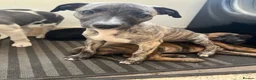 Whippet dogs for sale: Working/show/race/family whippet puppies  - Advert 10