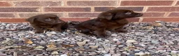 Labrador Retriever dogs for sale: Gorgeous Labrador pups - Advert 6