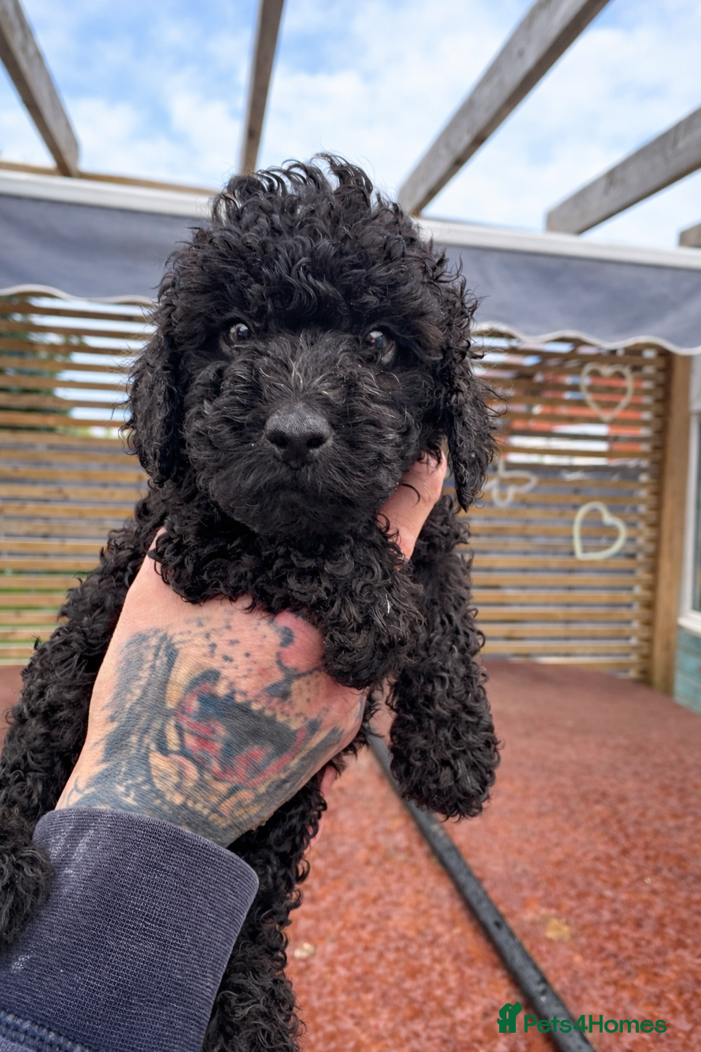 Miniature Poodle dogs Beautiful Mini Toy Poodle Puppies Family Raised 🐾 - Advert 3