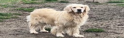 Golden Retriever dogs for sale: KC REG CREAM PUPS HEALTH TESTED PARENTS  - Advert 5