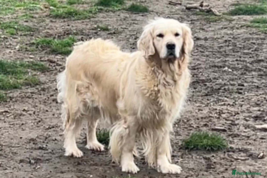 Golden Retriever dogs for sale: KC REG CREAM PUPS HEALTH TESTED PARENTS  - Advert 5