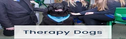 Newfoundland dogs for sale: Stunning Newfoundland Puppies  - Advert 7
