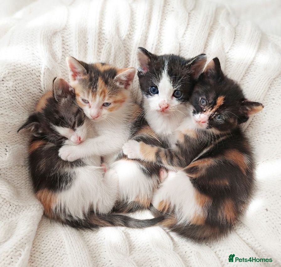 Mixed Breed cats Beautiful ginger kittens sale for good home - Advert 16
