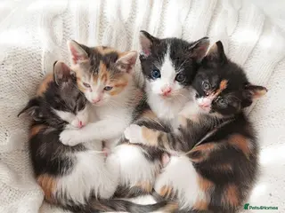 Mixed Breed cats Beautiful ginger kittens sale for good home - Advert 16