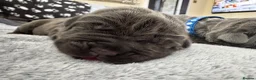 Neapolitan Mastiff dogs for sale: Neapolitan mastiff puppies 1 girl grey/1 boy grey  - Advert 14