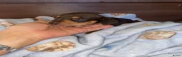 Dachshund dogs for sale: Dachshund  puppies - Advert 3