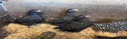 Chickens poultry for sale: Cuckoo Maran Banty hens and cockerels  in Stoke-on-Trent - Advert 2