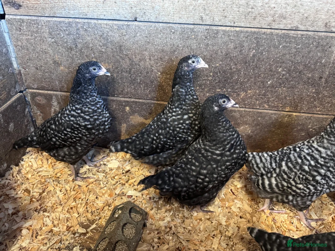 Chickens poultry for sale: Cuckoo Maran Banty hens and cockerels  in Stoke-on-Trent - Advert 2