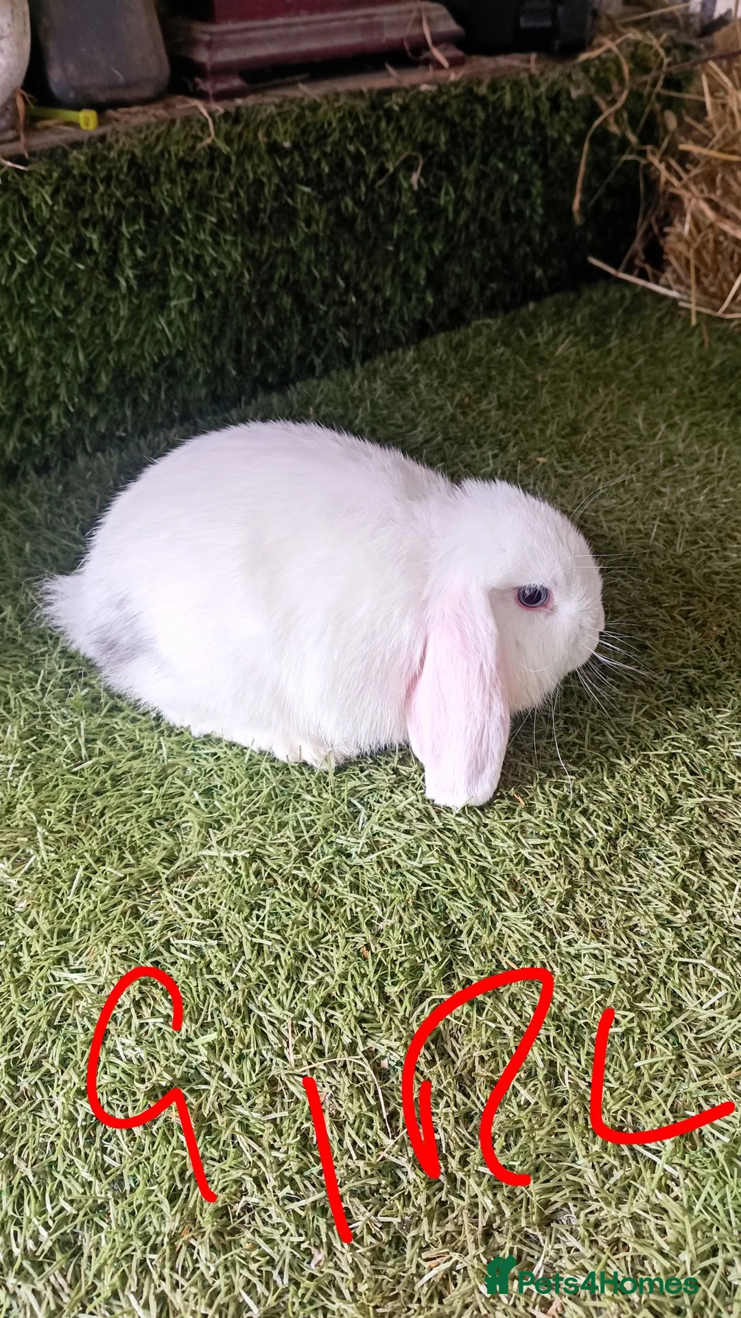 Mini Lop rabbits for sale: Mini lops  - Advert 1