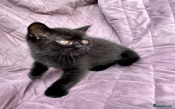 British Shorthair cats for sale: British shorthair kittens🐻🐻‍❄️🐻🐻‍❄️🐻🐻‍❄️ - Image 22