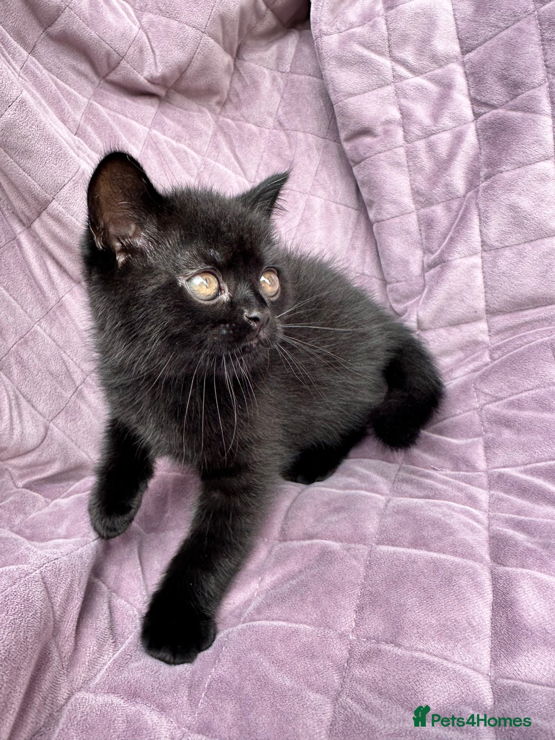 British Shorthair cats for sale: British shorthair kittens🐻🐻‍❄️🐻🐻‍❄️🐻🐻‍❄️ - Image 22