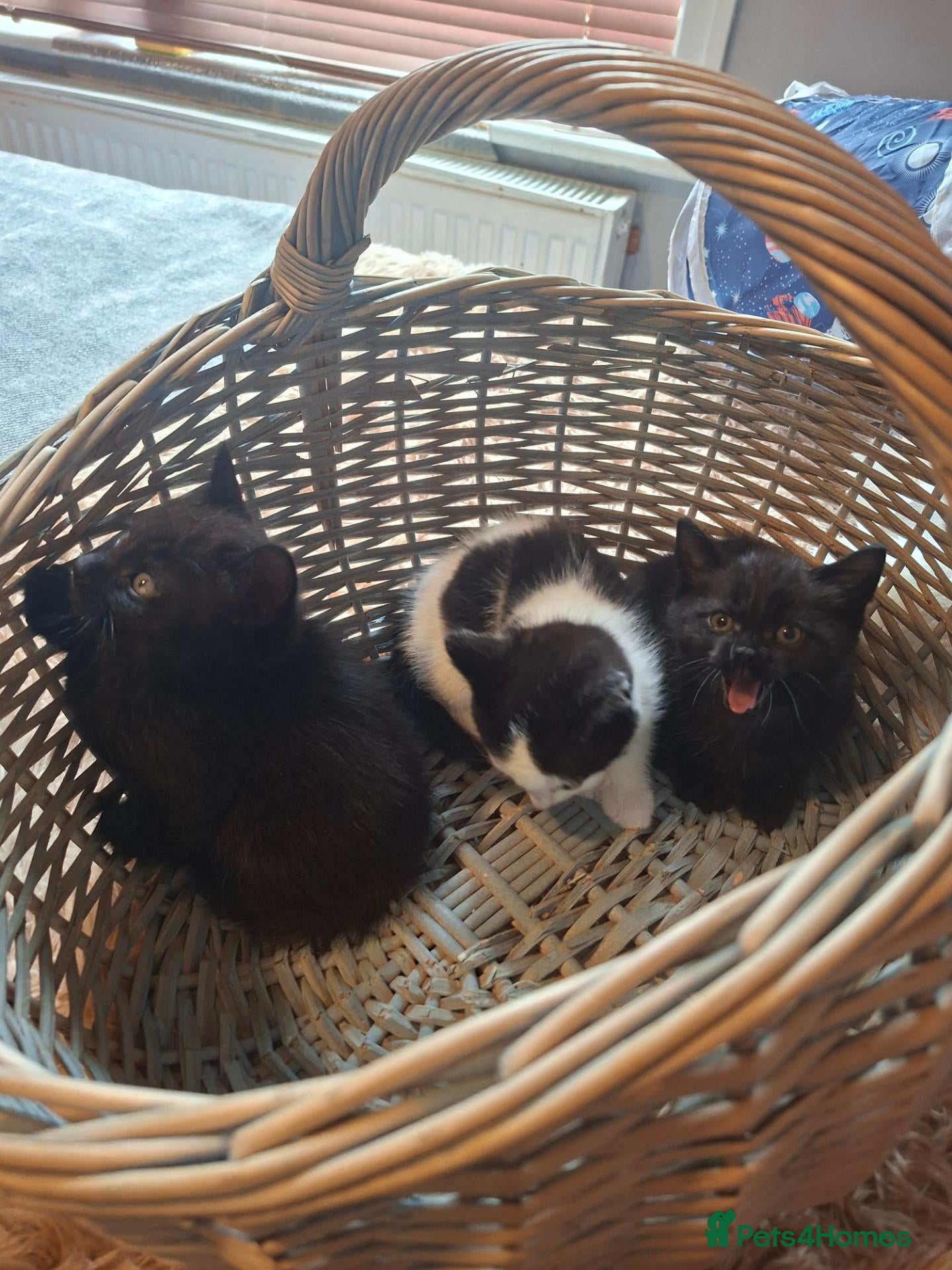 Mixed Breed cats Kittens: Black Ginger, Mixed, Torto. - Advert 2