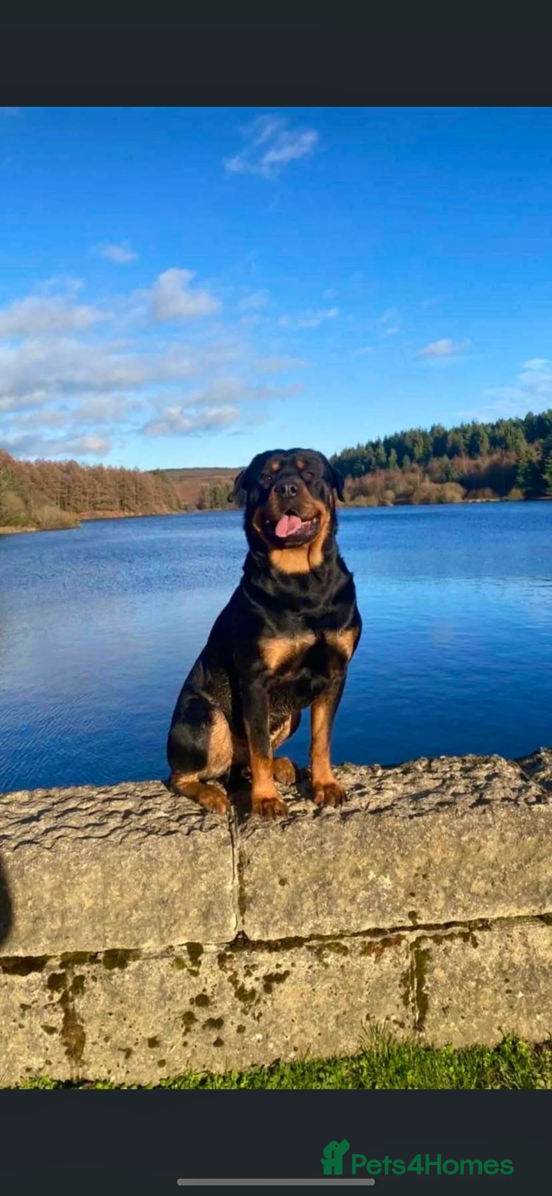 Rottweiler dogs for stud: Rottweiler For Stud - Advert 3