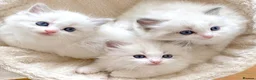 Ragdoll cats for sale: READY NOW ***** INDOOR PEDIGREE RAGDOLL KITTENS - Advert 12
