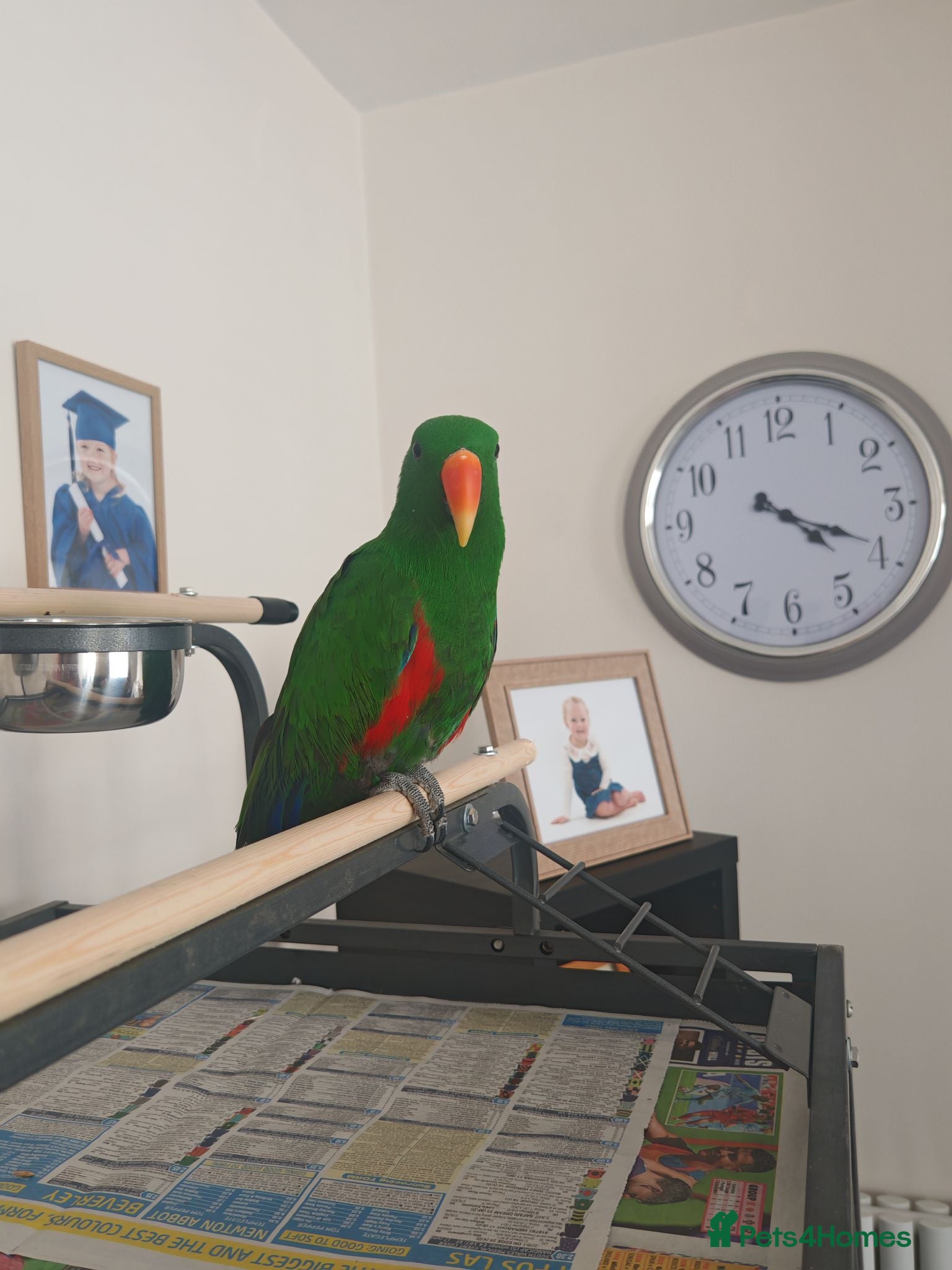 Parrots birds Male eclectus approximately 8 years old - Advert 5