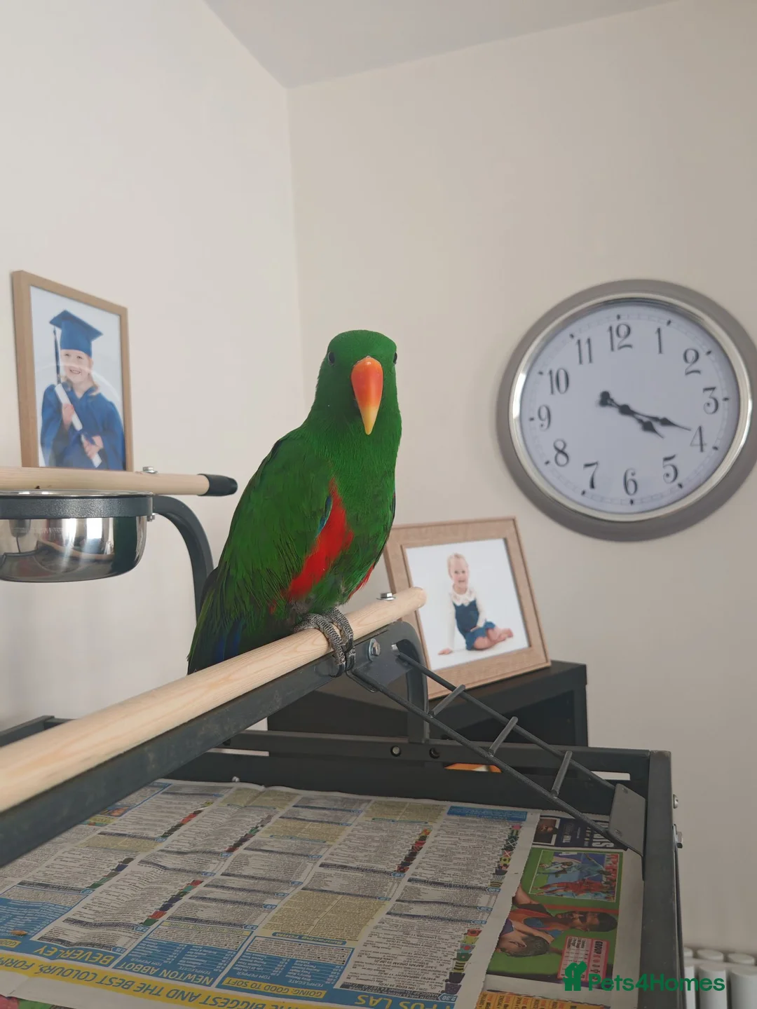 Parrots birds for sale: Male eclectus approximately 8 years old - Advert 1